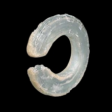 an-ancient-vietnamese-penannular-glass-ear-ornament_e2141b