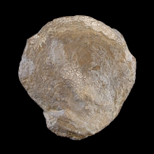 fossil-bivalve-shell_f130b