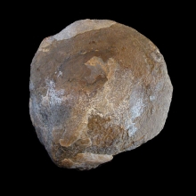 fossil-bivalve-shell_f130c