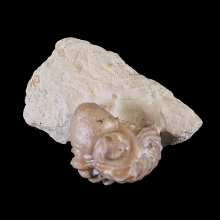 trilobite---kainops-invius_f165b