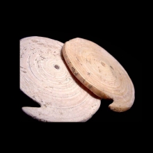 two-neolithic-fossilised-shell-burial-ornaments-earrings_09856c